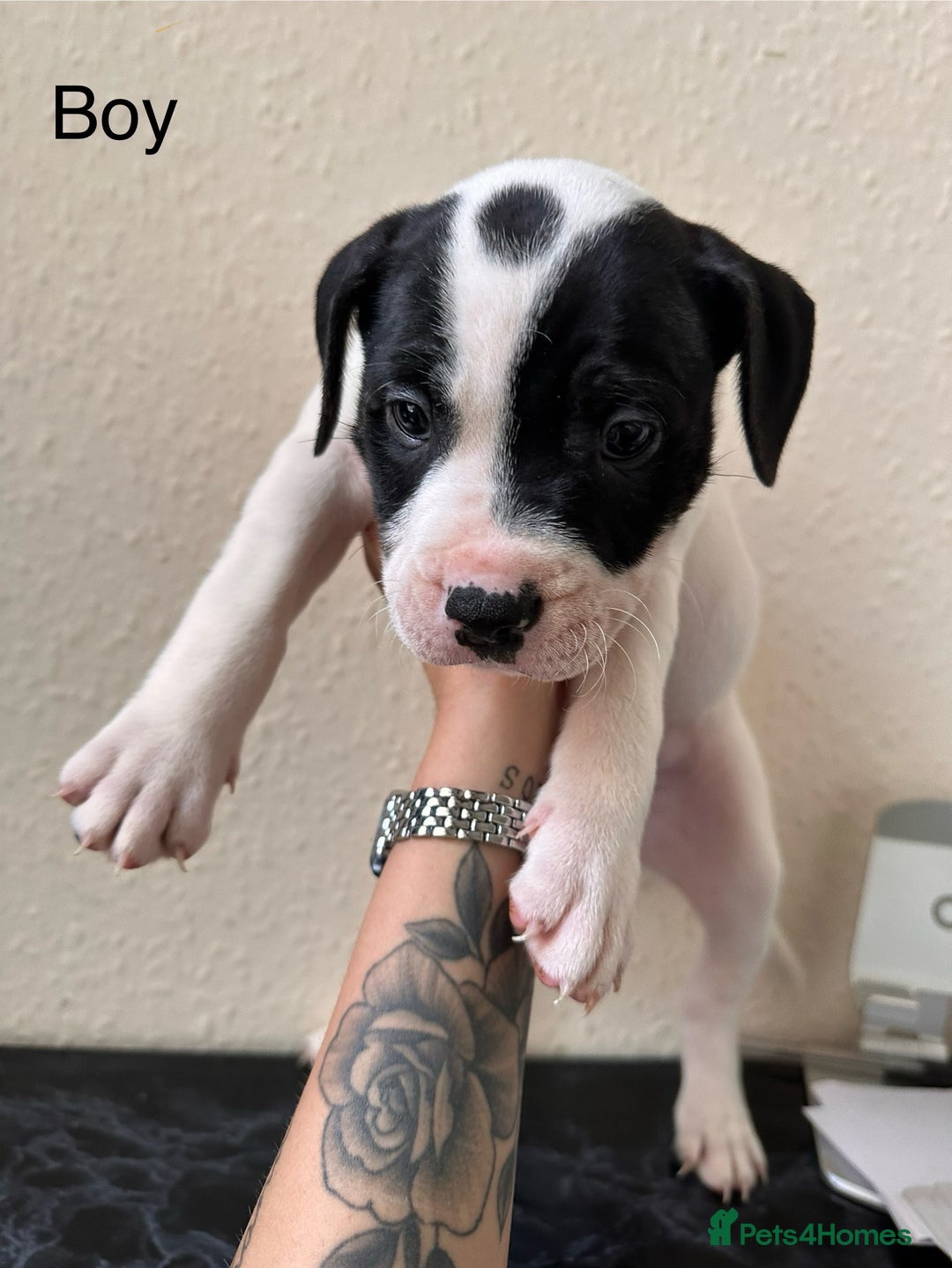 Mixed Breed dogs for sale: American bulldog X staffy 🏡 - Image 7