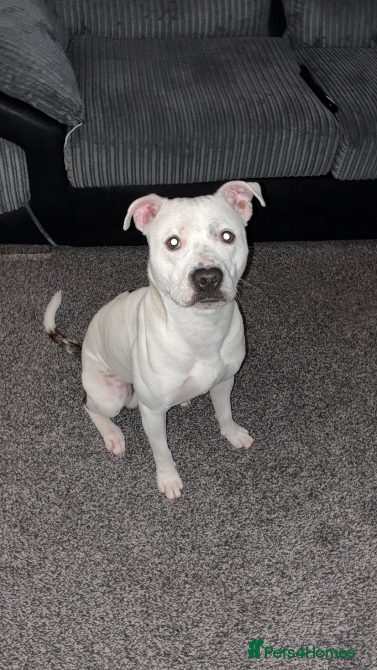 Mixed Breed dogs Staffy x American bulldog male 1 year old. - Advert 9