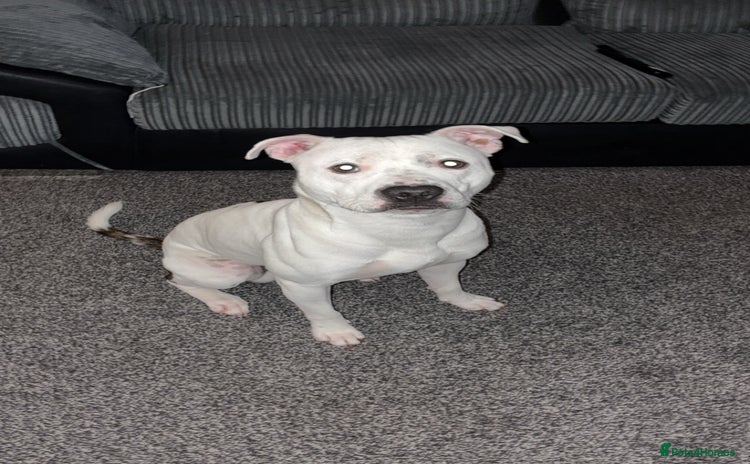 Mixed Breed dogs Staffy x American bulldog male 1 year old. - Advert 1