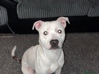 Mixed Breed dogs Staffy x American bulldog male 1 year old. - Advert 1