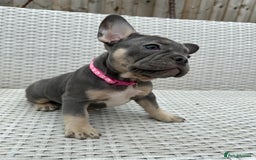 French Bulldog dogs for sale: READY NOW!! French Bulldog Puppies!! - Advert 16