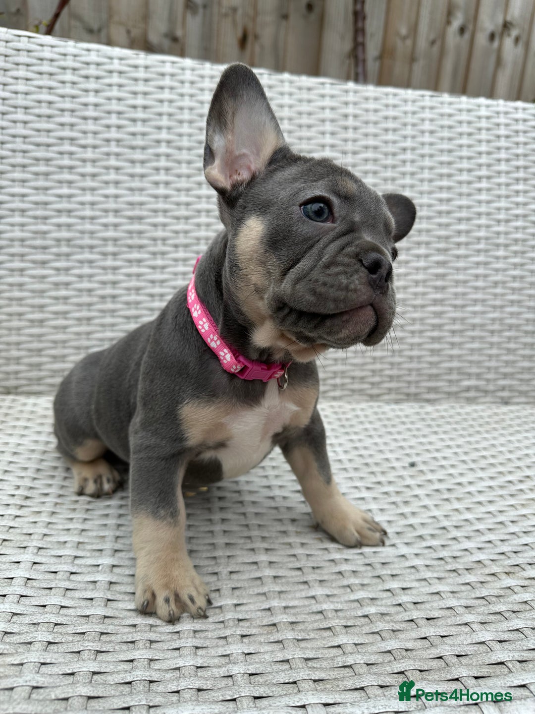 French Bulldog dogs for sale: READY NOW!! French Bulldog Puppies!! - Advert 16