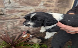 English Springer Spaniel dogs for sale: Springer Spaniel Puppies for sale - Image 3
