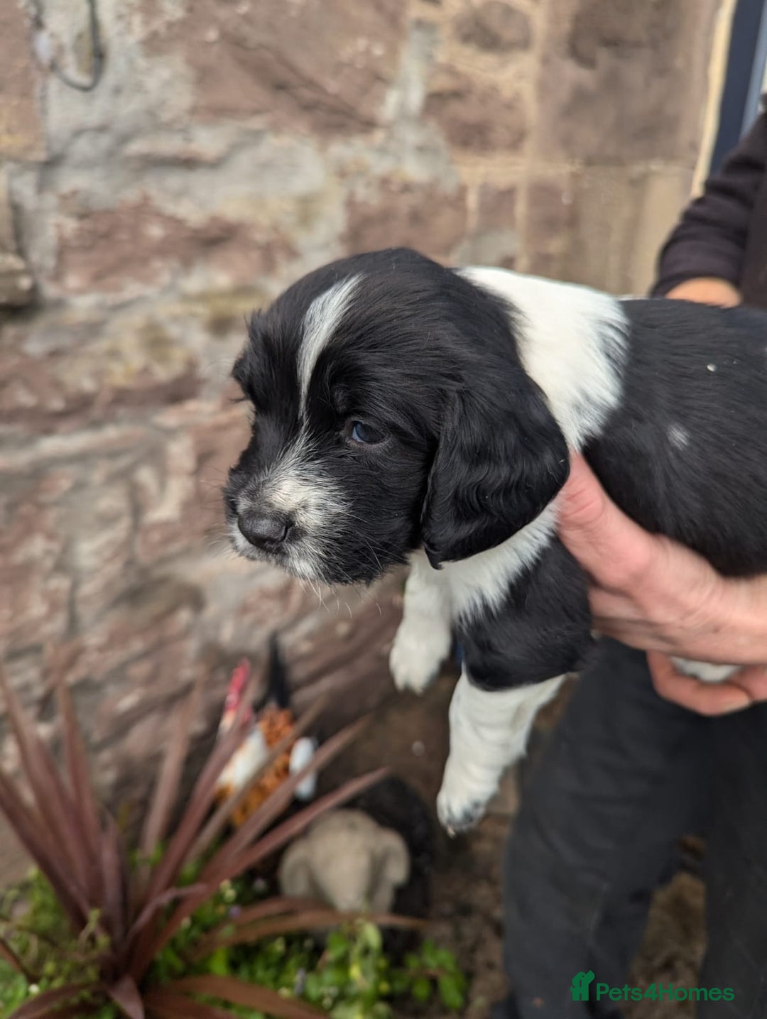 English Springer Spaniel dogs for sale: Springer Spaniel Puppies for sale - Image 3