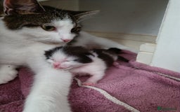 Mixed Breed cats for sale: Gorgeous male kitten, full of personality! - Image 5