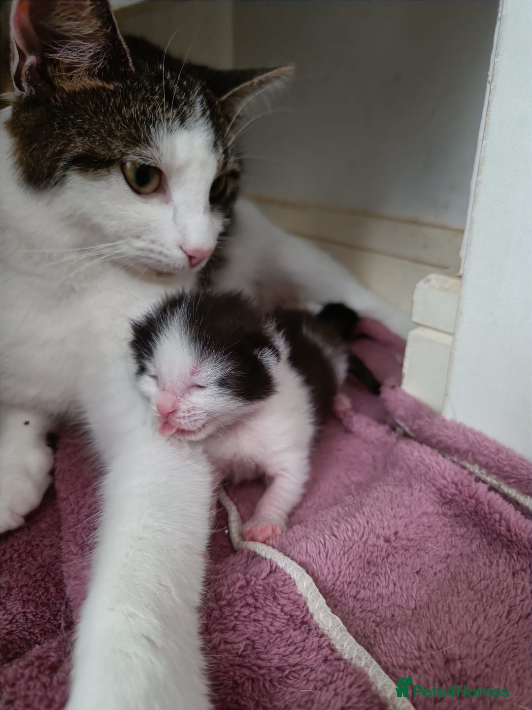 Mixed Breed cats for sale: Gorgeous male kitten, full of personality! - Image 5