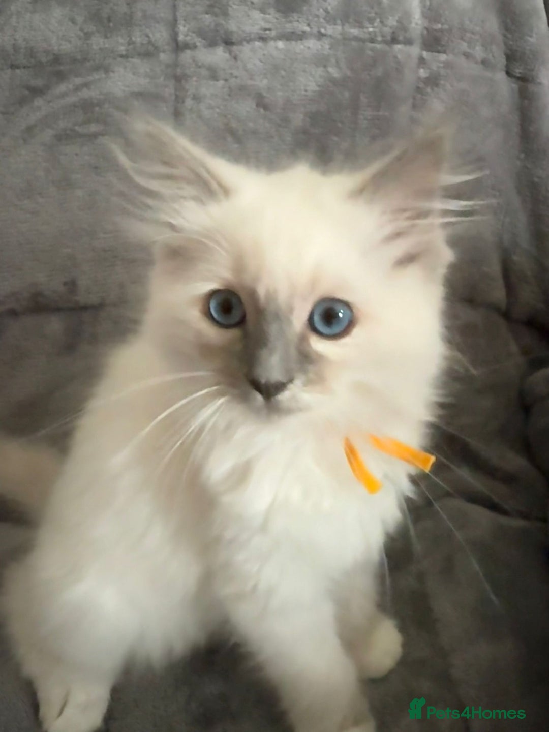 Ragdoll cats for sale: 6 Ragdoll kitten for sale  - Advert 4