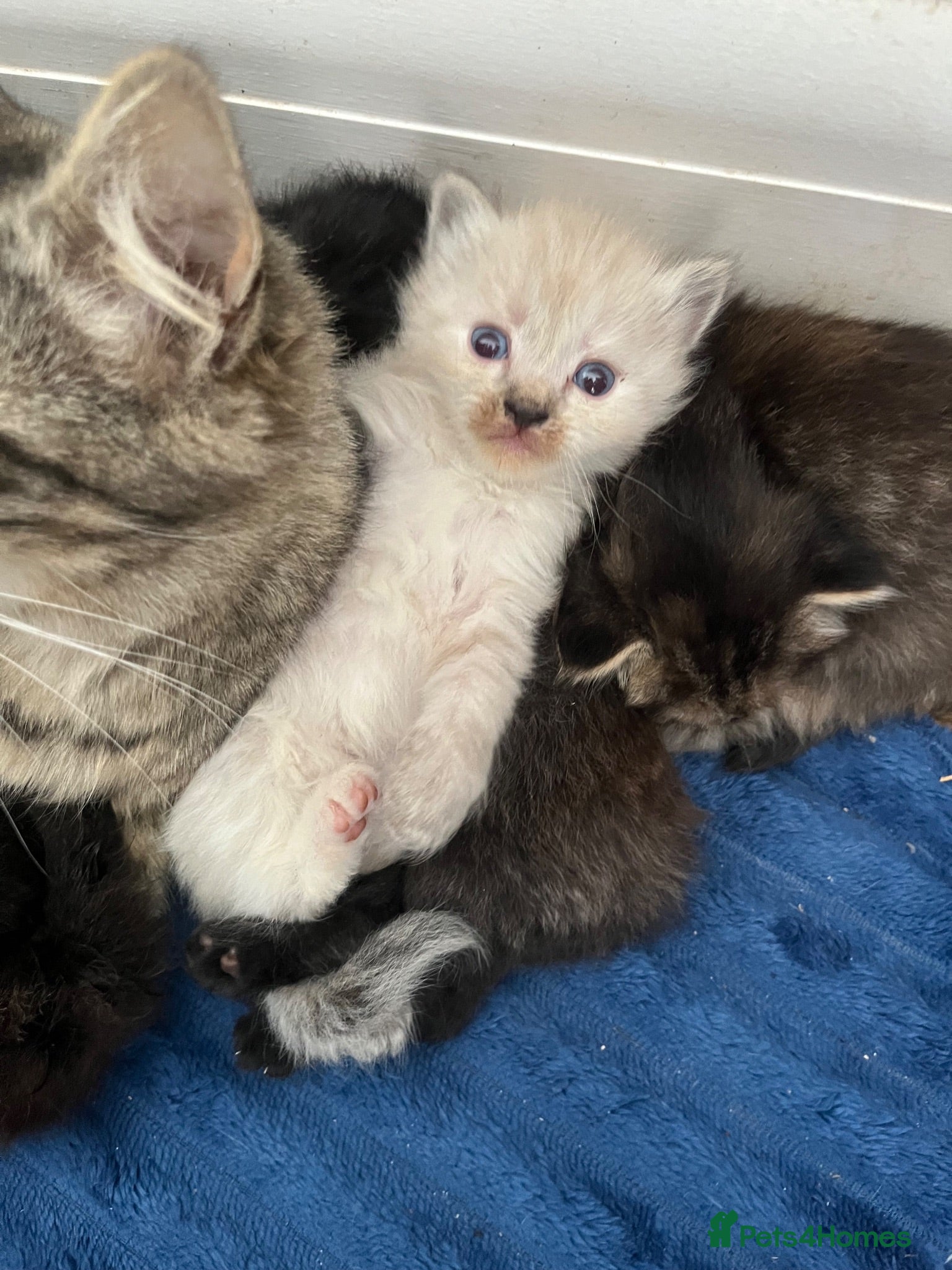 Mixed Breed cats Ragdoll cross kittens  - Advert 4