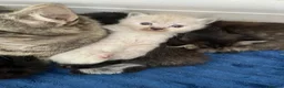 Mixed Breed cats for sale: Ragdoll cross kittens  - Advert 1