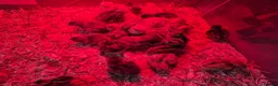 Quail poultry for sale: Day old coturnix quail chicks - Advert 3