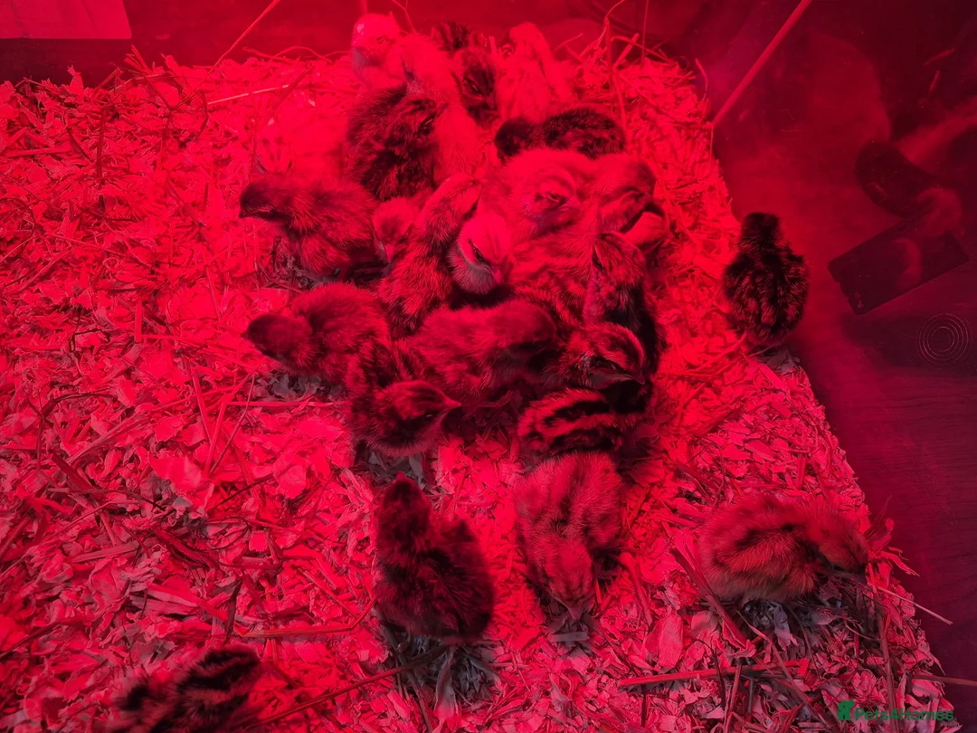 Quail poultry for sale: Day old coturnix quail chicks - Advert 3