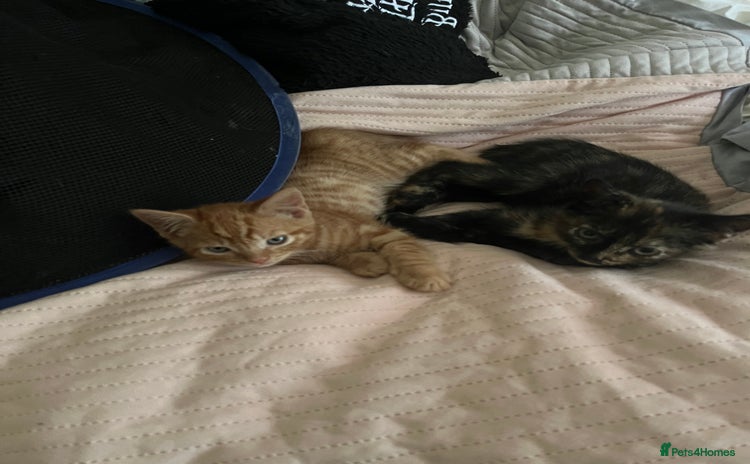 Mixed Breed cats - Advert 12