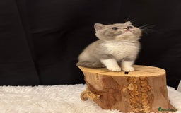 British Shorthair cats for sale: 💗 Gorgeous Full Pedigree BSH Trusted Breeder 💗 - Image 7