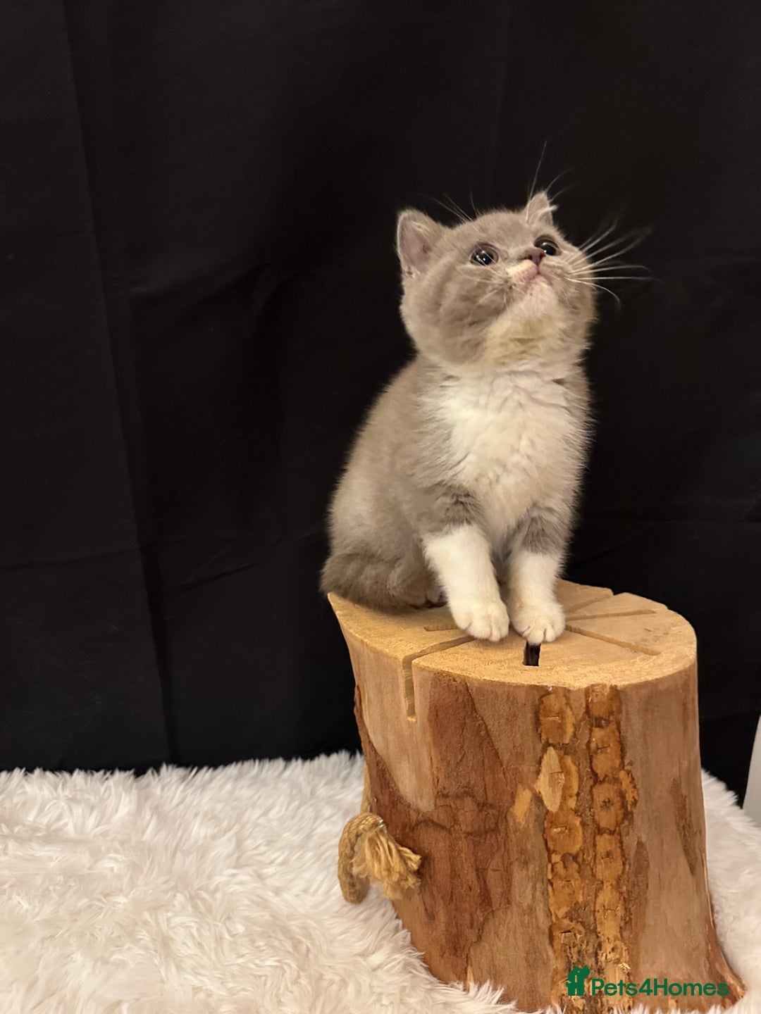 British Shorthair cats for sale: 💗 Gorgeous Full Pedigree BSH Trusted Breeder 💗 - Image 7