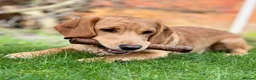 Cockerdor dogs for stud: Gorgeous cockerdor FOR STUD - Advert 16