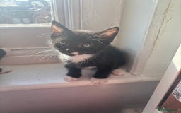 Mixed Breed cats for sale: Adorable 5 Kittens Looking for Forever Homes 🐾 - Image 10