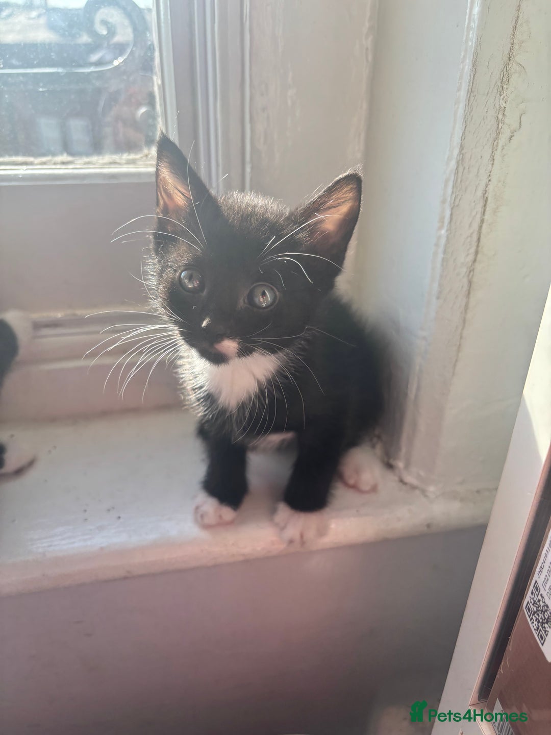 Mixed Breed cats for sale: Adorable 5 Kittens Looking for Forever Homes 🐾 - Image 10