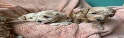 Maltipoo dogs for sale: Fully health tested confident happy maltipoo pups - Advert 15