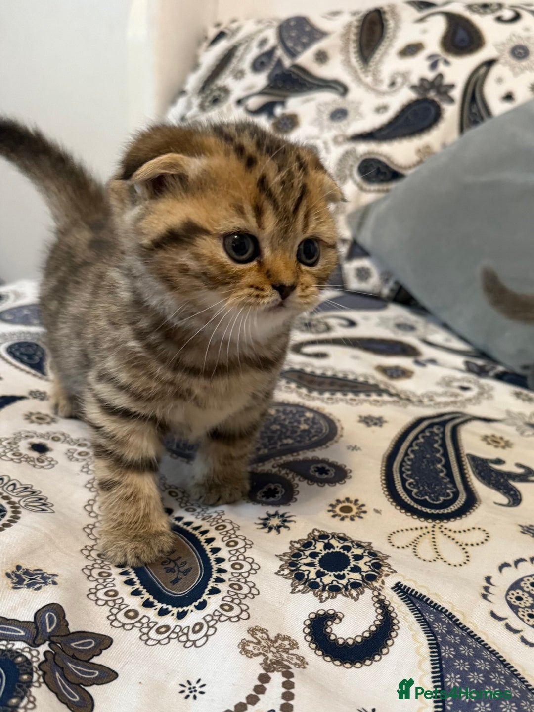 British Shorthair cats for sale: British short hair  - Advert 1