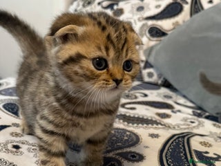 British Shorthair cats British short hair - Advert 1