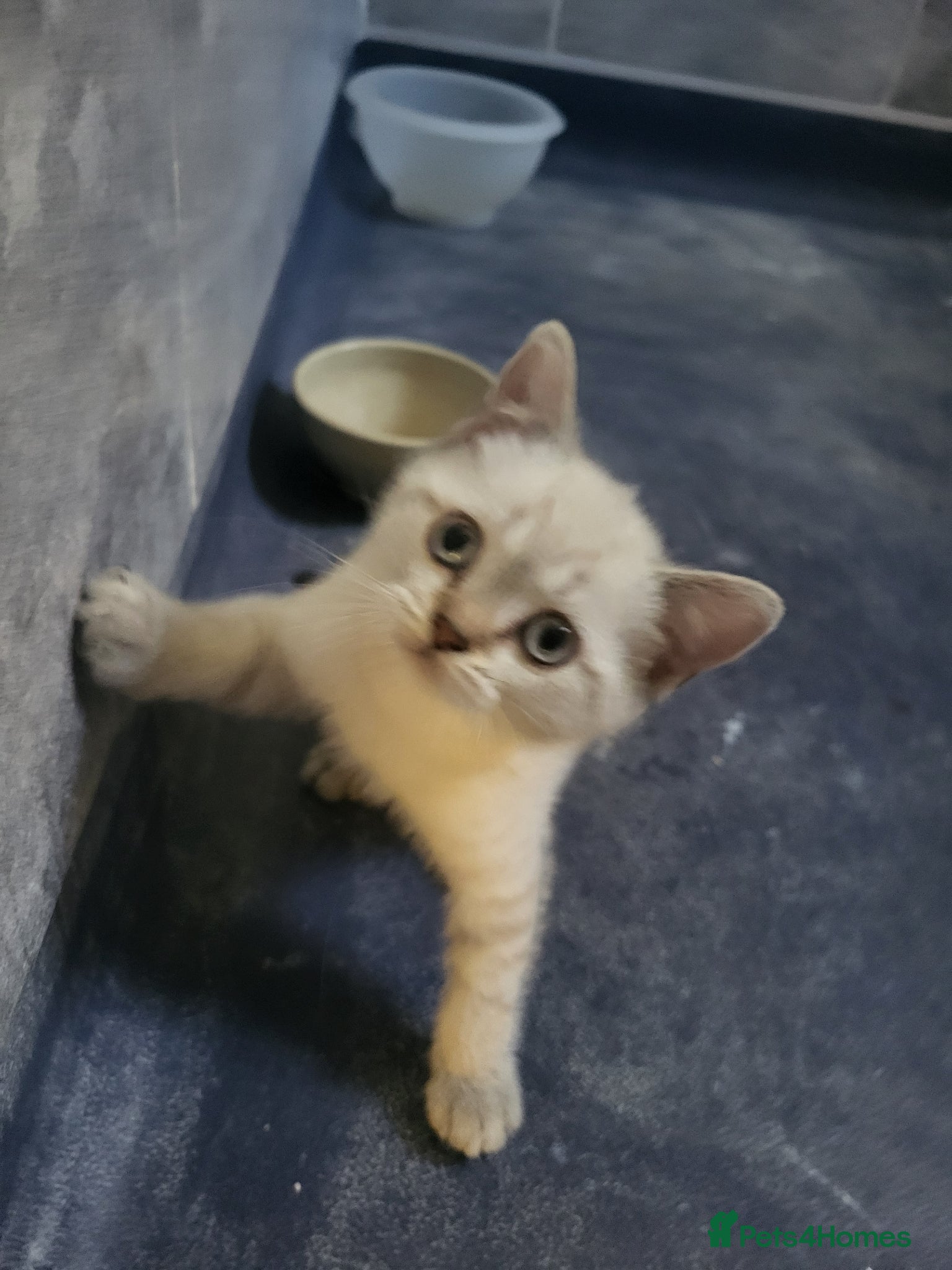 Mixed Breed cats A beauty! British blue x Scottish fold. - Advert 18