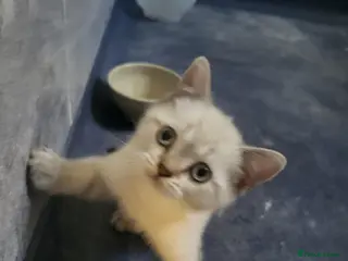 Mixed Breed cats A beauty! British blue x Scottish fold. - Advert 3