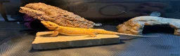 Bearded Dragon reptiles for sale: Bearded dragon (Falkhor) + full set up in Thatcham - Advert 2
