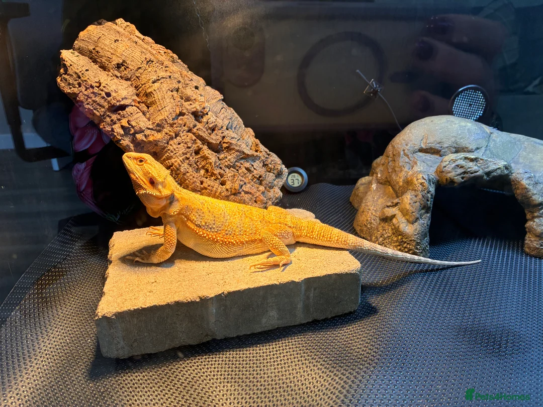 Bearded Dragon reptiles for sale: Bearded dragon (Falkhor) + full set up in Thatcham - Advert 2