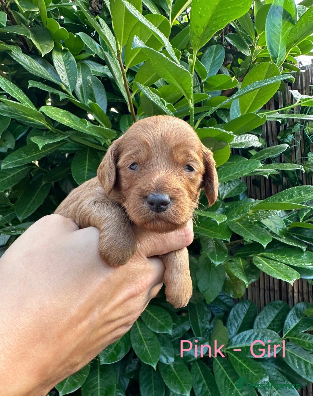 Cockapoo dogs for sale: Cockapoo F1b non moulting health tested puppies  - Image 11