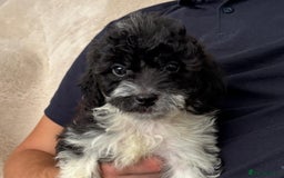 Cavapoo dogs for sale: Cavapoo - Image 2
