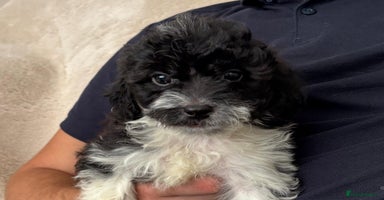 Cavapoo dogs - Advert 2