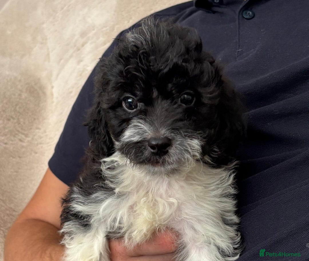 Cavapoo dogs for sale: Cavapoo - Image 2