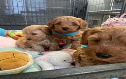 Maltipoo dogs for sale: 💖BEAUTIFUL LICENSED-BRED MALTIPOOS 💖 - Image 30