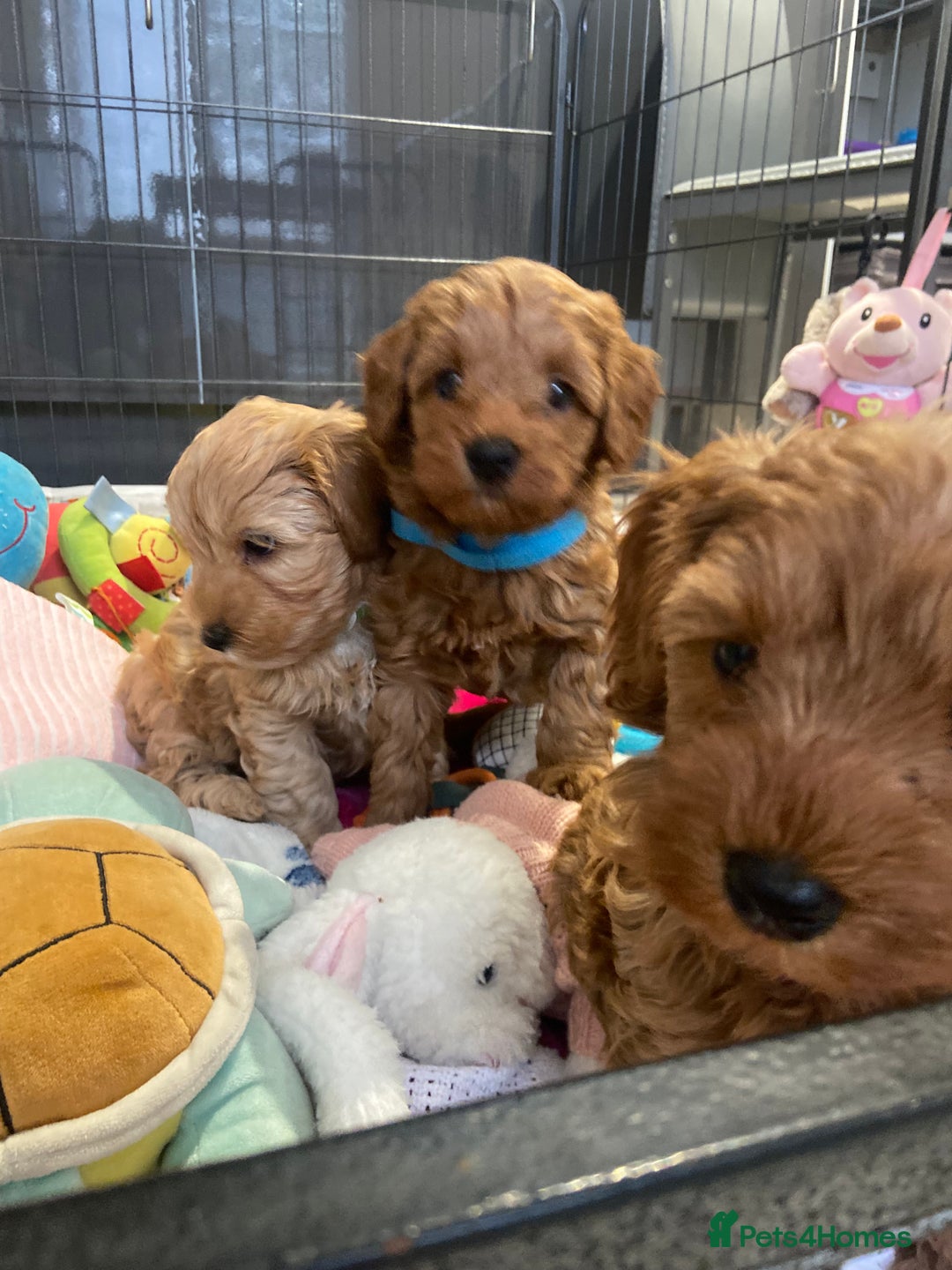 Maltipoo dogs for sale: 💖BEAUTIFUL LICENSED-BRED MALTIPOOS 💖 - Image 30