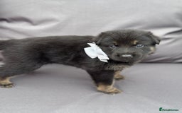 German Shepherd dogs for sale: Short coat straight back German Shepard  in Wolverhampton - Image 17