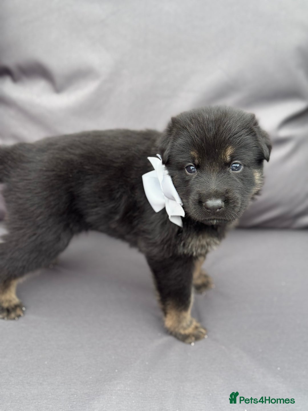 German Shepherd dogs for sale: Short coat straight back German Shepard  in Wolverhampton - Image 17