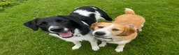 Mixed Breed dogs for adoption: LUCIA - ALL HEART ❤️ CUDDLES & FUN in Derby - Advert 7