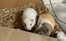 Guinea Pig rodents for sale: Male guinea pigs - Image 3