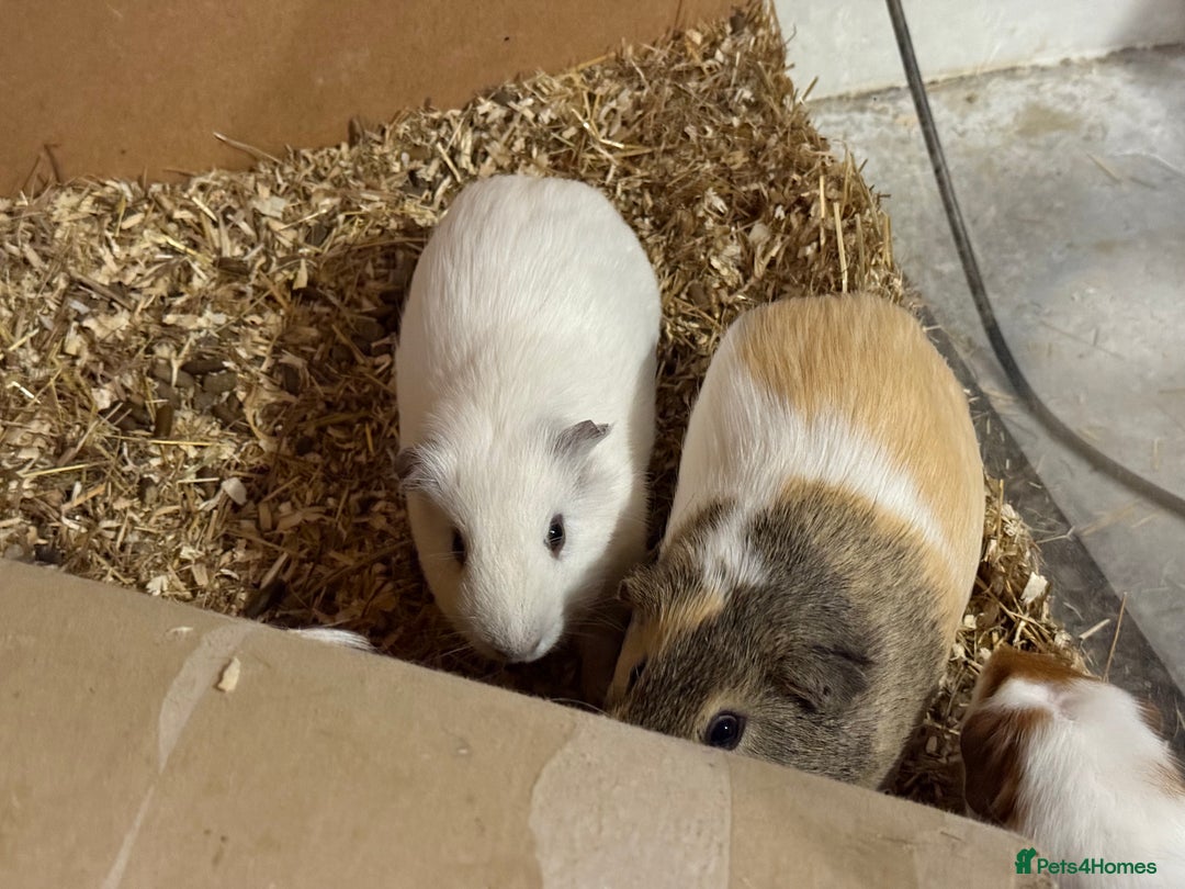 Guinea Pig rodents for sale: Male guinea pigs - Image 3