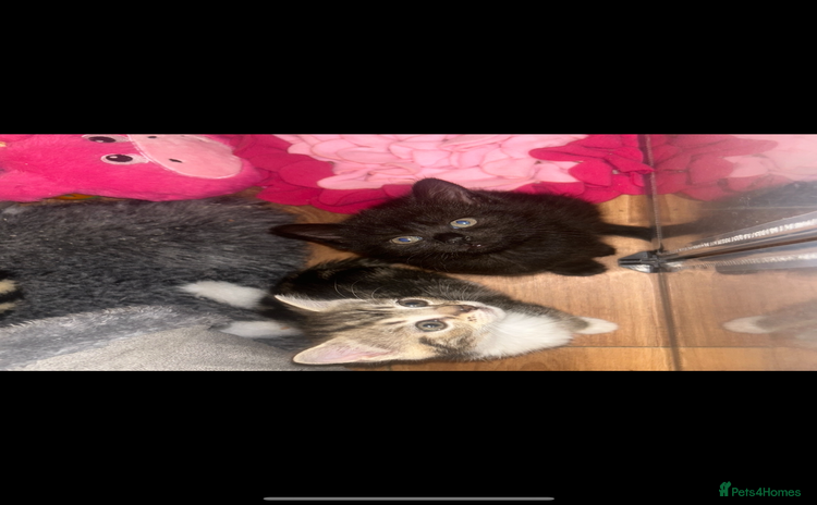 Mixed Breed cats - Advert 9