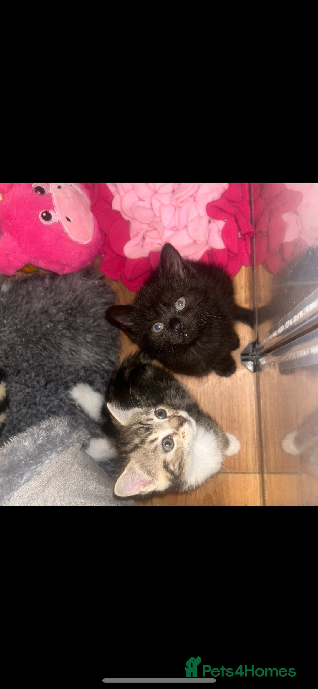 Black Cat Week Old Kittens For Sale Near Me Kittens For Sale In