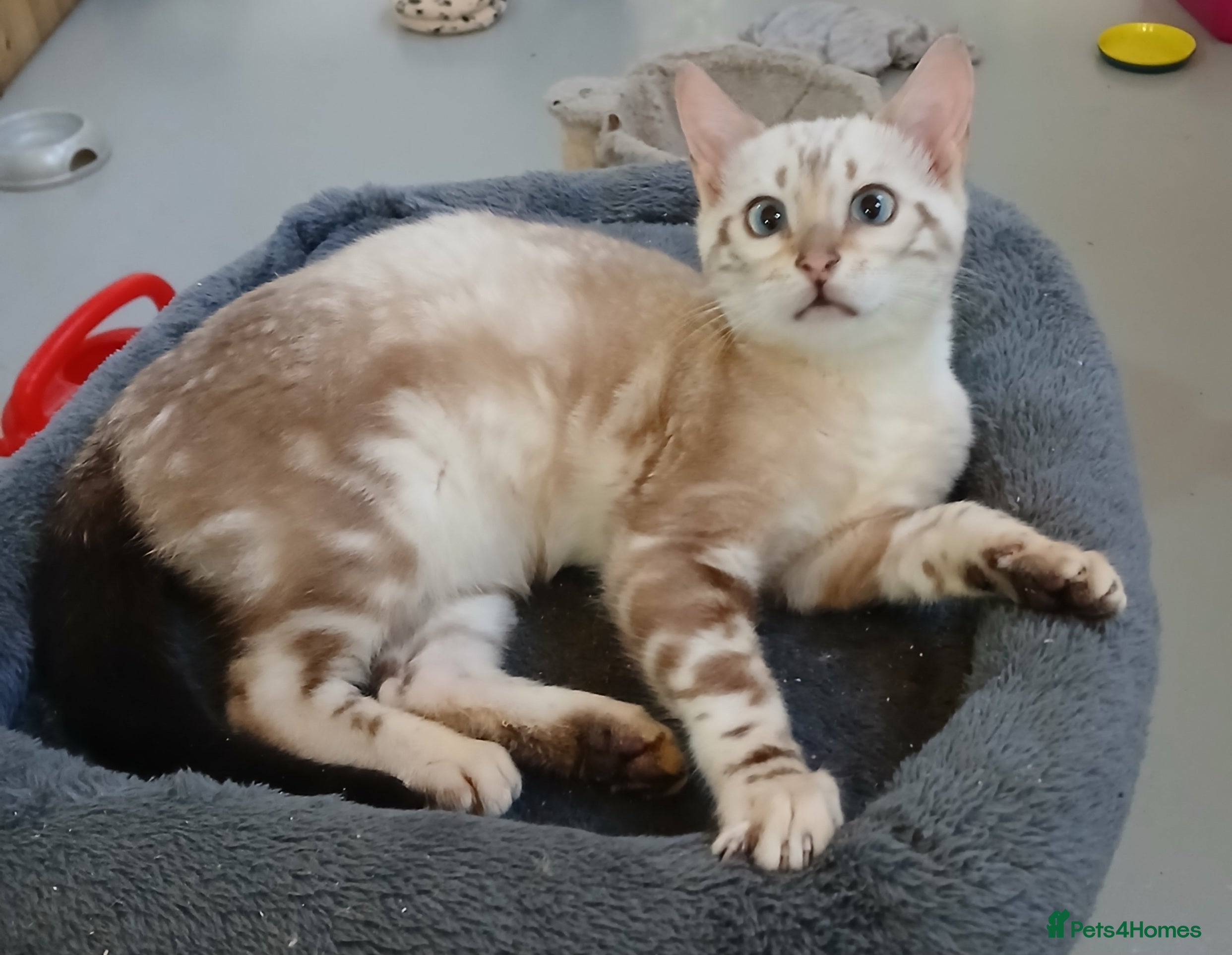 Bengal cats Beautiful Bengal kittens - Advert 14