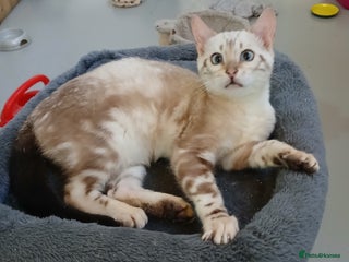 Bengal cats Beautiful Bengal kittens - Advert 3