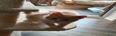 Maine Coon male 5