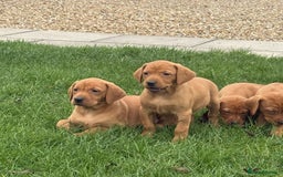 Mixed Breed dogs for sale: Vizsla x Labrador  - Image 12
