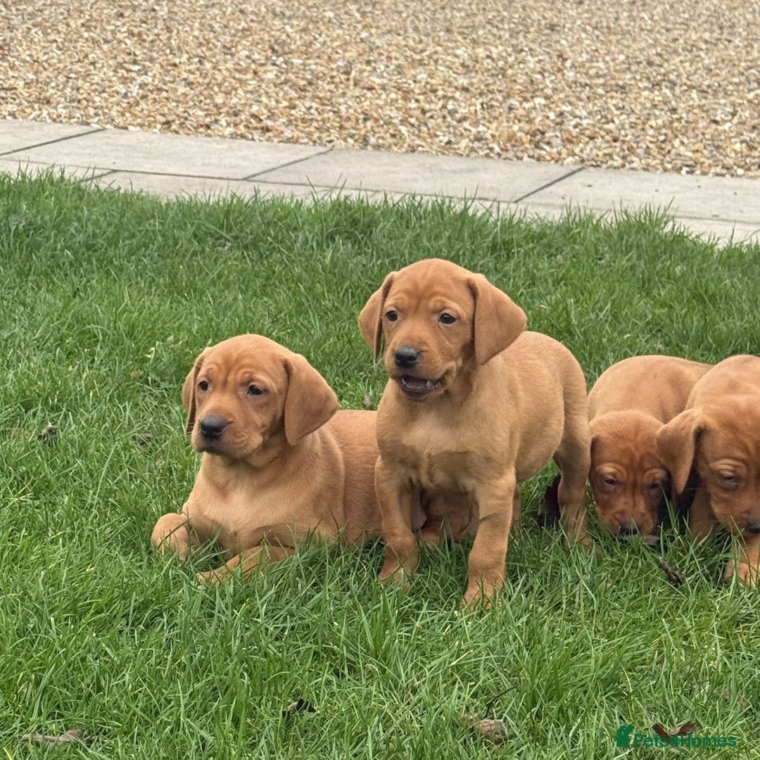 Mixed Breed dogs for sale: Vizsla x Labrador  - Image 12