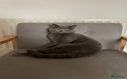 British Shorthair cats for sale: British shorthair  - Image 4