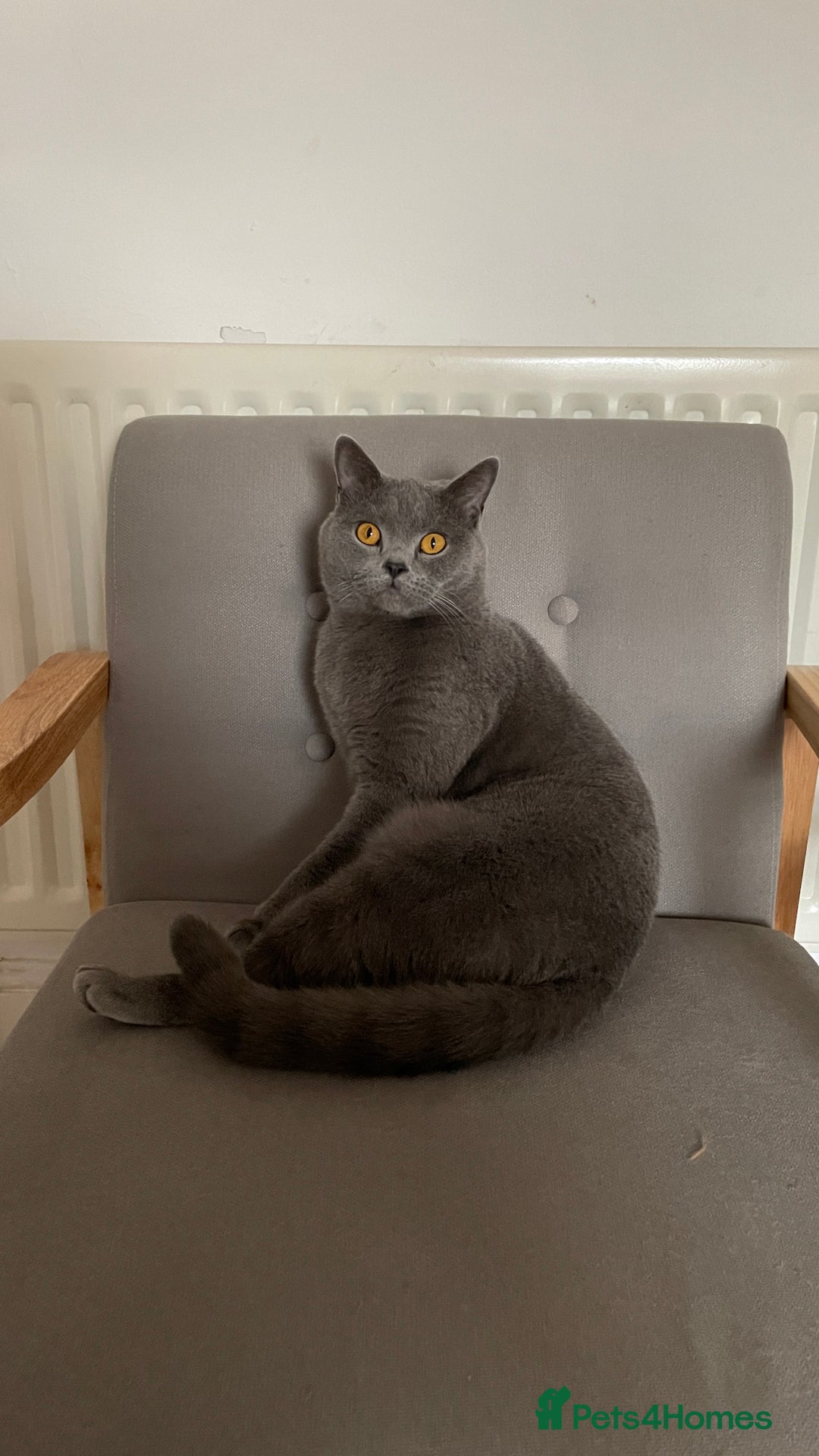 British Shorthair cats for sale: British shorthair  - Image 4
