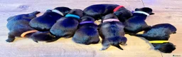 Mixed Breed dogs for sale: 🐾 POMSKY X MINIATURE DACHSHUND PUPPIES  🐾 - Advert 1