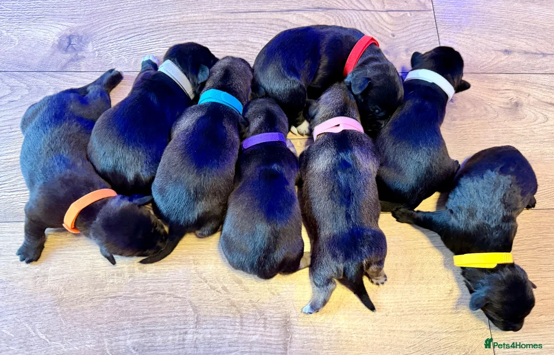 Mixed Breed dogs for sale: 🐾 POMSKY X MINIATURE DACHSHUND PUPPIES  🐾 - Advert 1